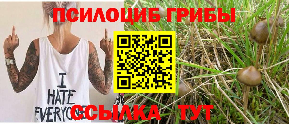 где продают наркотики  Псилоцибиновые грибы прущие грибы  Заинск  Вход с VPN  Галлюциногенные грибы Psilocybe 